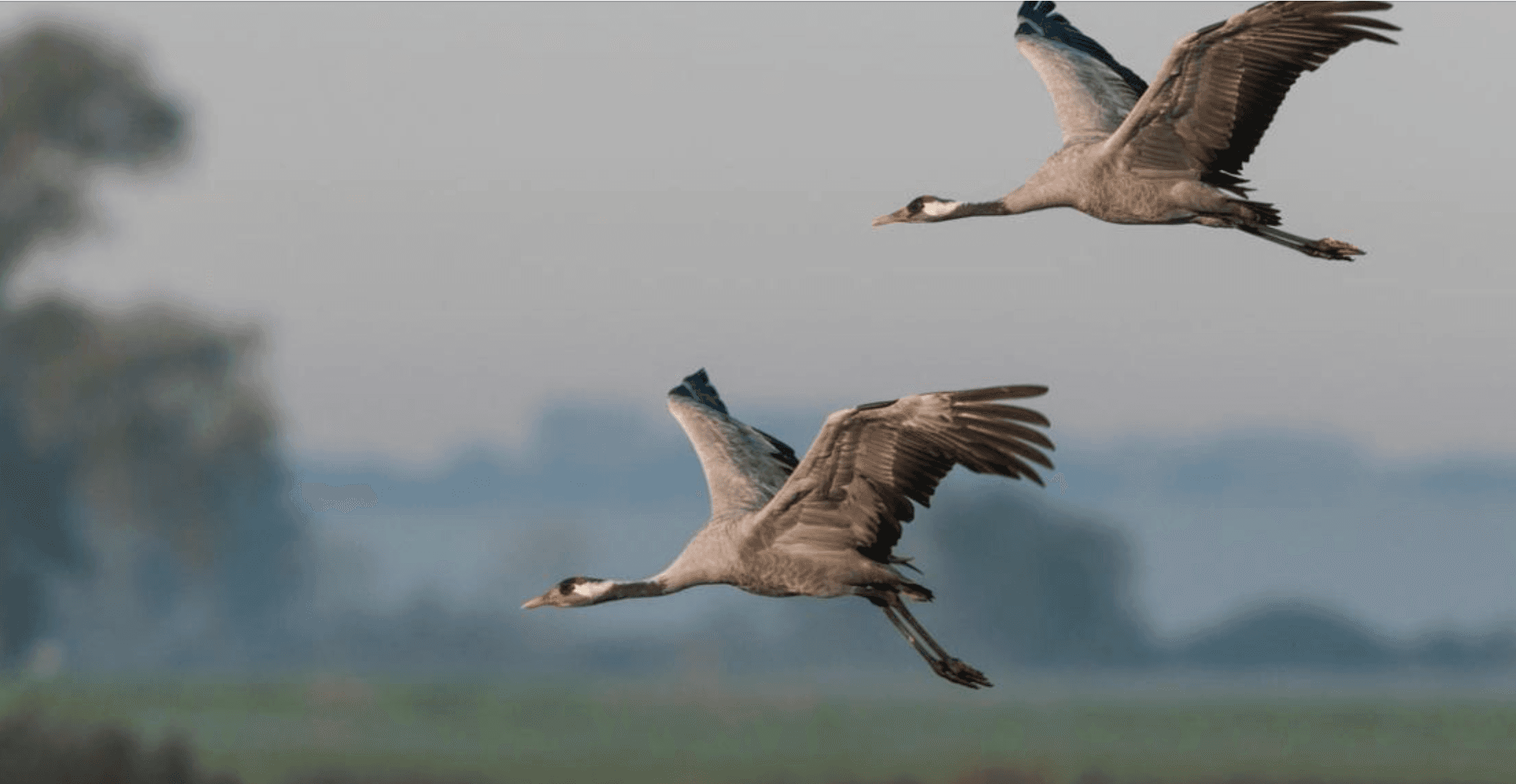 Eisvogel Touren: Kampagnen-Konsolidierung, sauberes Tracking und animierte Display-Banner